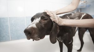 Hunde baden