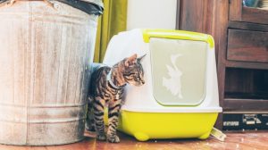 Katzenklo stinkt