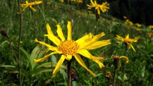 Arnica Globuli anwenden