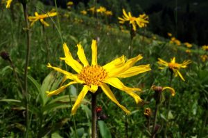 Arnica Globuli anwenden