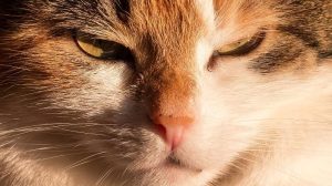 Tipps zu Anschaffung von Katze oder Kater