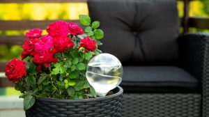 Pflanzen bewässern im Urlaub