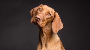 Hund entwurmen