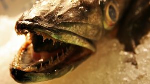 Frischer Fisch erkennen & Fisch haltbar machen