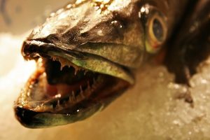 Frischer Fisch erkennen & Fisch haltbar machen