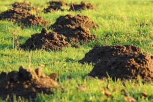 Im Garten Maulwurf vertreiben & bekämpfen