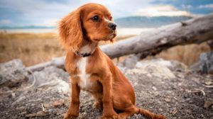 Vergiftung beim Hund und Giftköderschutz