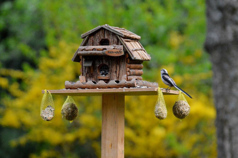 Tipps Vögel füttern, Vogelfütterung & Brutkasten