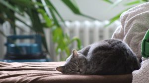 Katzenurin Geruch entfernen