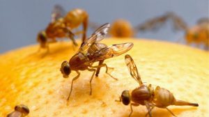 Obstfliegen loswerden & Fruchtfliegen beseitigen