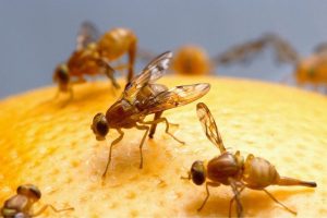 Obstfliegen loswerden & Fruchtfliegen beseitigen
