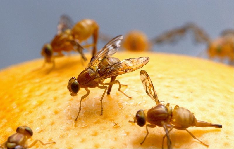 Obstfliegen loswerden & Fruchtfliegen beseitigen