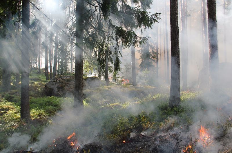 Tipps Waldbrand vermeiden