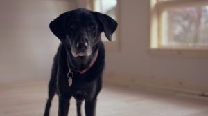 Hundefutter selber machen mit Rezepte