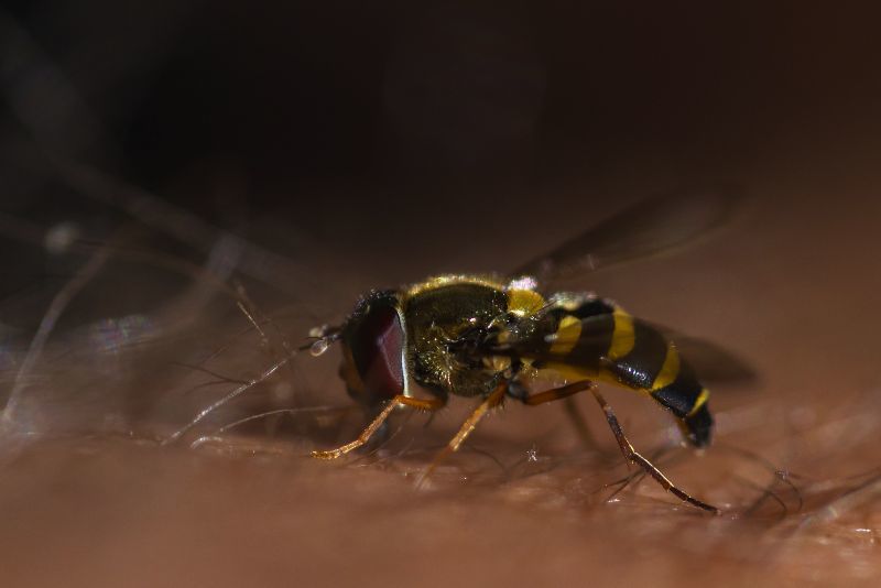 Mittel zum Wespenstich & Bienenstich behandeln