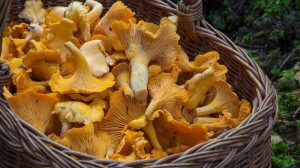 Pfifferlinge waschen & putzen