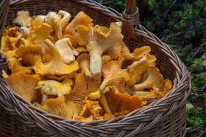 Pfifferlinge waschen & putzen
