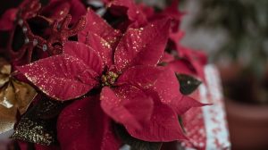 Weihnachtsblumen kaufen