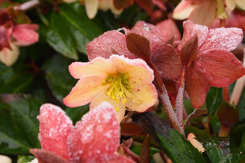 Winterharte exotische Pflanzen