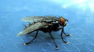 Hausmittel Stubenfliegen bekämpfen