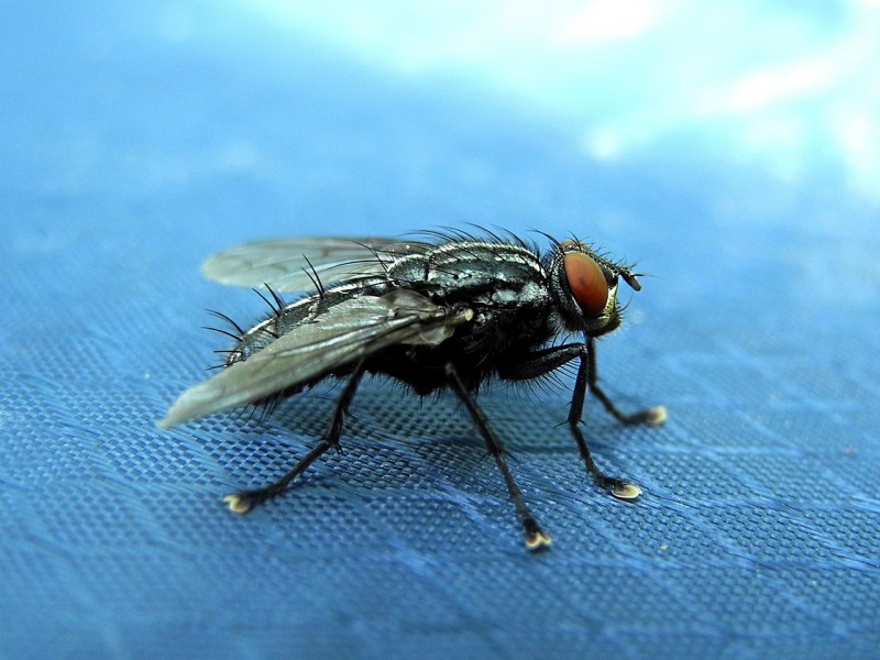 Hausmittel Stubenfliegen bekämpfen