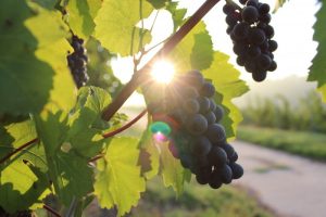 Wein selber machen