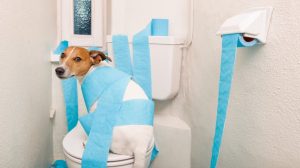 Hausmittel Hunde Durchfall Erbrechen