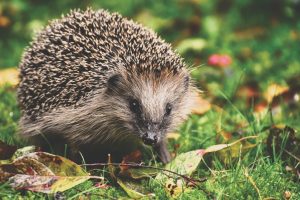 Igel füttern und Igelhaus bauen.
