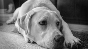 Teppich von Hundekot oder Katzenkot reinigen