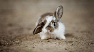 Kaninchen behandeln