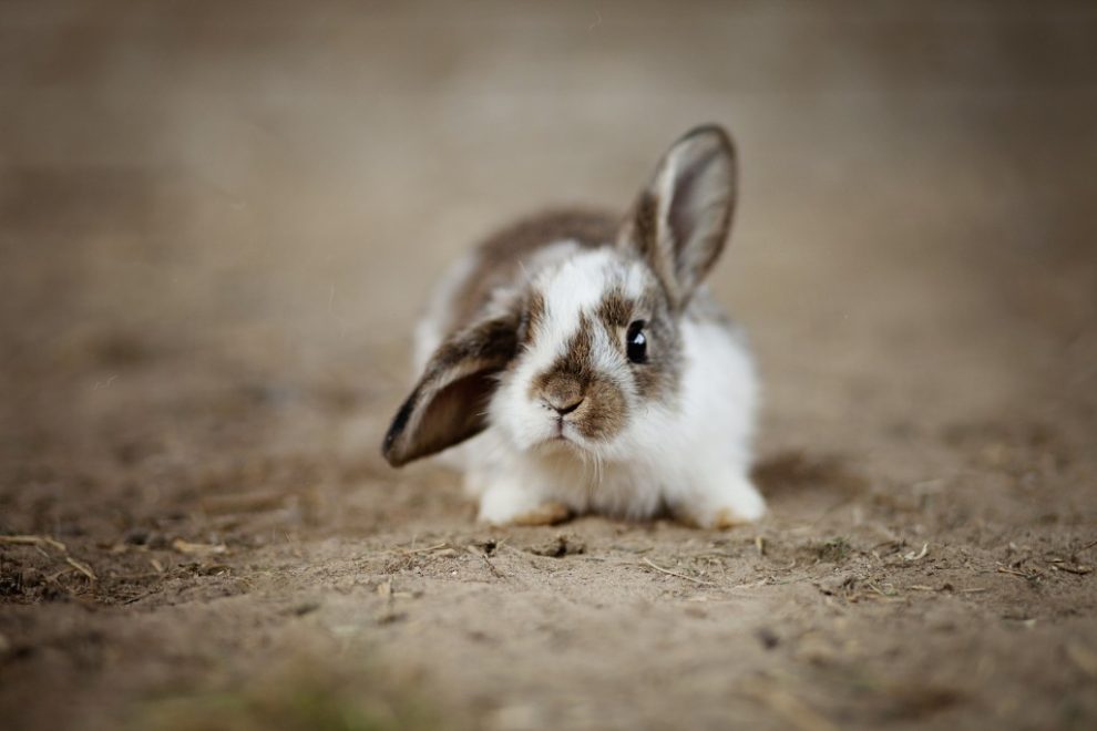 Kaninchen behandeln