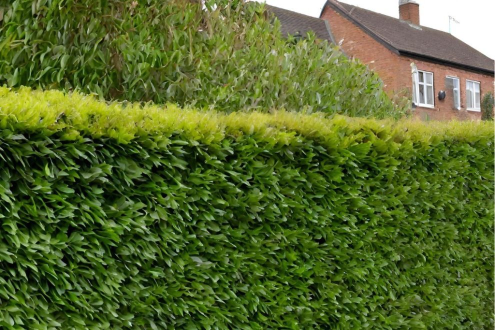Hecke im Garten pflanzen.