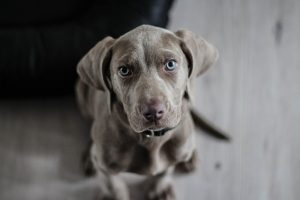 Hund finden
