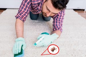 Parasiten Zuhause